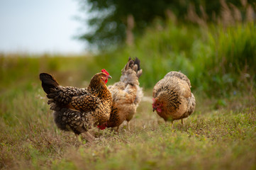 Beautiful chickens Kuchinskaya-anniversary breed, lonely walking on the grass in the garden in the soft rays of sunset