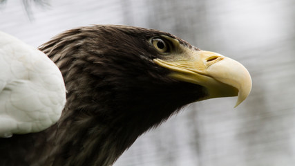 Portrait of an Eagle