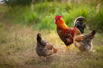 Foto auf Leinwand Schöner Hahn und sein Huhn züchten Kuchinskaya-Jubiläum, das in den weichen Strahlen des Sonnenuntergangs faul auf dem Gras im Garten spazieren geht © antonivano