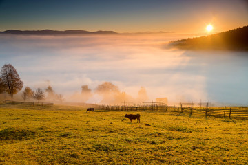 Fototapeta premium Foggy morning in Bucovina. Autumn colorful landscape in the romanian village