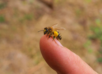 Bee on finger hands of the beekeeper