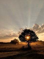 Sunbeams of sunset shining trough a tree