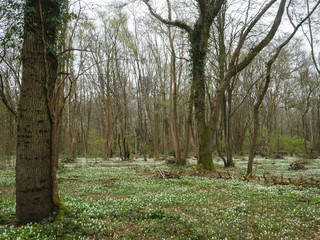 A woodland in the UK in early spring with a carpet of white wood anemones