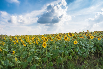 Naklejka premium Sunflowers