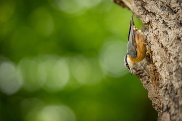Sitta europaea. He lives throughout Europe. Wild nature. Spring. Photographed in the wild.