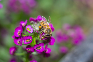 Macro of a bee collecting nectar from alyssum flowera.