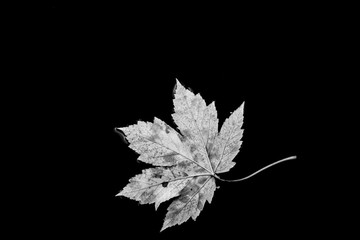 A leaf on the water (black & white)