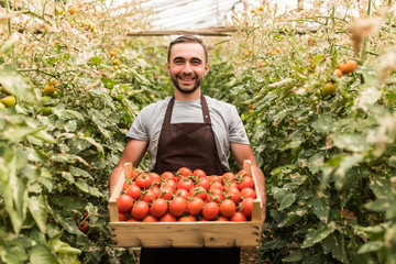 Happy organic farmer man harvesting tomatoes in greenhouse © F8  \ Suport Ukraine