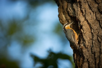 Sitta europaea. He lives throughout Europe. Wild nature. Spring. Photographed in the wild.