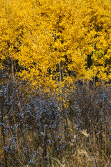 Fototapeta premium Bushes with dark blue berries on the background of autumn forest