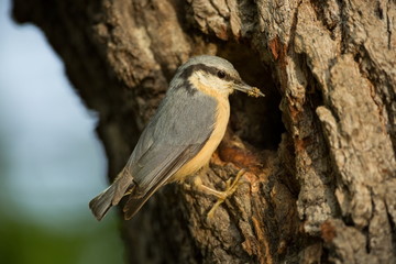Sitta europaea. He lives throughout Europe. Wild nature. Spring. Photographed in the wild.