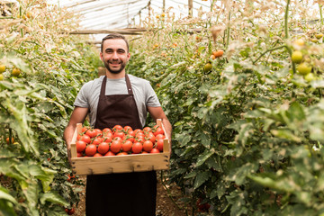 Happy organic farmer man harvesting tomatoes in greenhouse