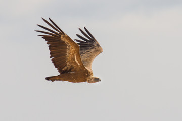Griffon Vulture in Flight