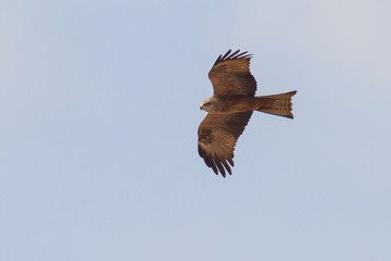 real kite flying over blue sky