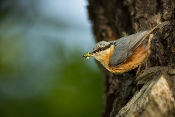Sitta europaea. He lives throughout Europe. Wild nature. Spring. Photographed in the wild.