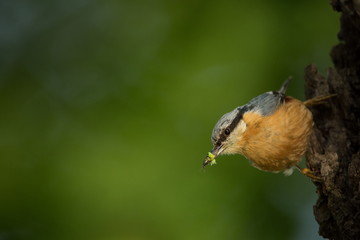Sitta europaea. He lives throughout Europe. Wild nature. Spring. Photographed in the wild.