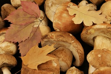 Porcini mushrooms on the black wooden table, background
