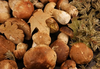 Porcini mushrooms on the black wooden table, background