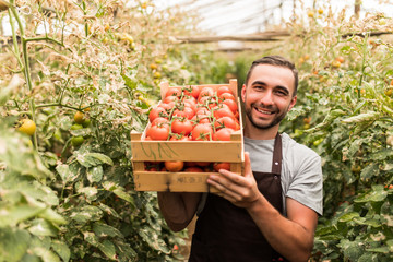 Happy organic farmer man harvesting tomatoes in greenhouse