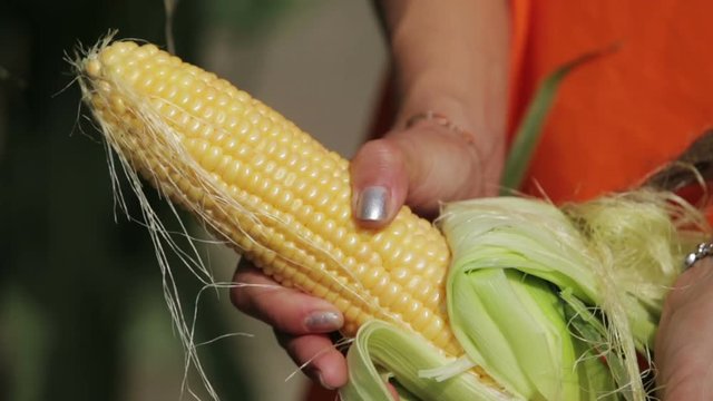 Woman cleans the ripe corn