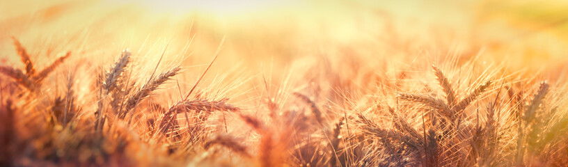 Dusk in wheat field, beautiful wheat field in late afternoon lit by sunlight, soft and selective...