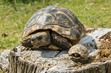 Balkan turtle. Testudo hermanni.
