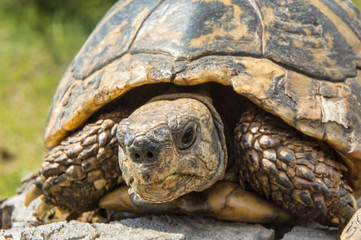 Balkan turtle. Testudo hermanni.
