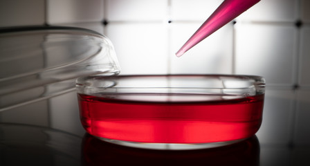 Glass Petri dishes with blood samples in the laboratory