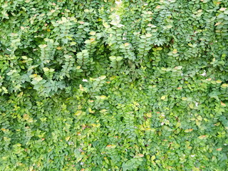 Full frame shot of green ivy covering wall.  Green covered plant on the wall.  