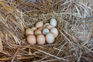 Fresh chicken eggs in a nest