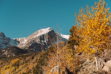 Fototapeta premium Aspen grove at autumn in Rocky Mountains