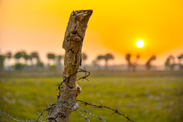 lizard on a tree