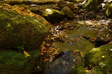 秋の紅葉を迎える阿蘇マゼノ渓谷