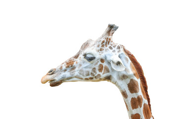 Close up giraffe head isolated on a white background with clipping path