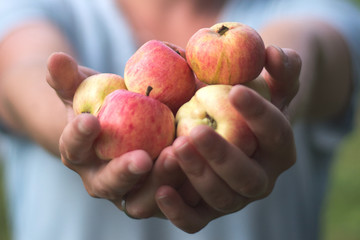 a few apples in the hands of the girl