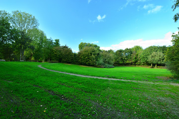 Fototapeta na wymiar Zielona łąka wśród drzew pod niebem z białymi obłokami.