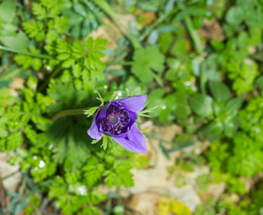 purple mona lisa blush flower in garden.
