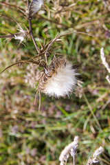 dry thistle in a meadow, defocused background