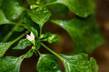 A branch of green pepper plant with a fresh little pepper fruit and a flower.
