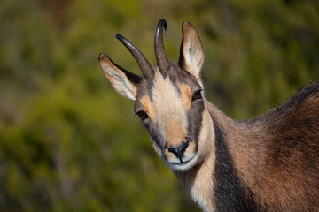 chamois portrait