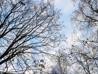 blue sky through treetops
