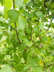 Young birch leaves at close range in good weather
