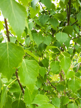 Birch branches with young leaves on a Sunny day