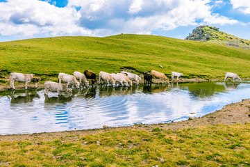 Fototapeta na wymiar Cows drinking water in the mountain pond.