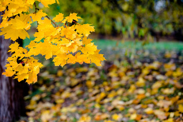  Autumn background-yellow maple leaves in the city Park