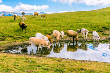 Cows drinking water in the mountain pond.