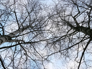 blue sky through treetops
