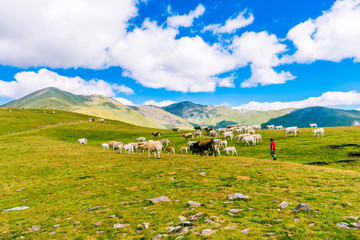 Fototapeta na wymiar Herd of cows in the mountains.