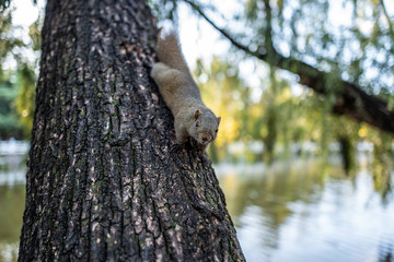 squirrel on tree