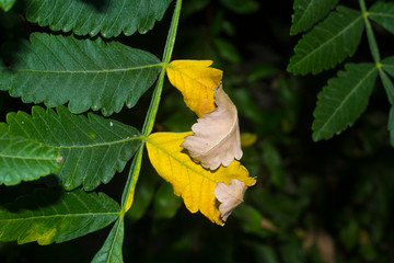 Two yellow leaves on a green branch.
